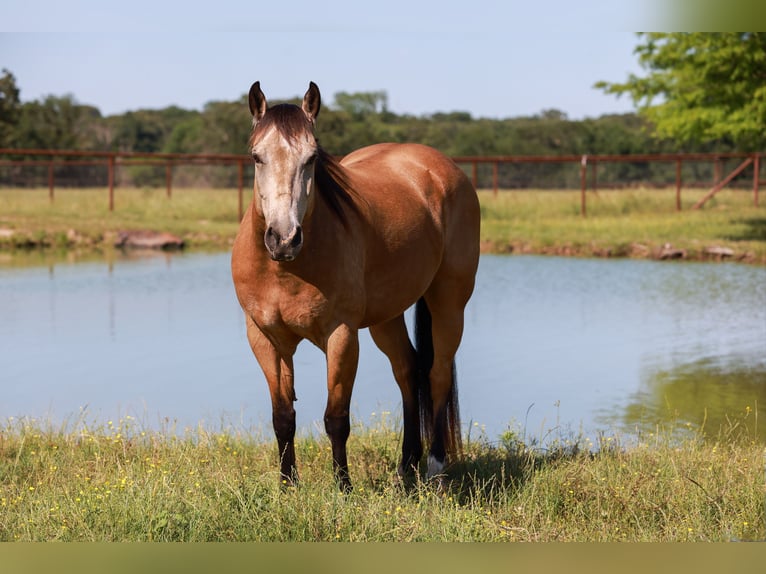 American Quarter Horse Castrone 7 Anni 152 cm Pelle di daino in Canton, TX