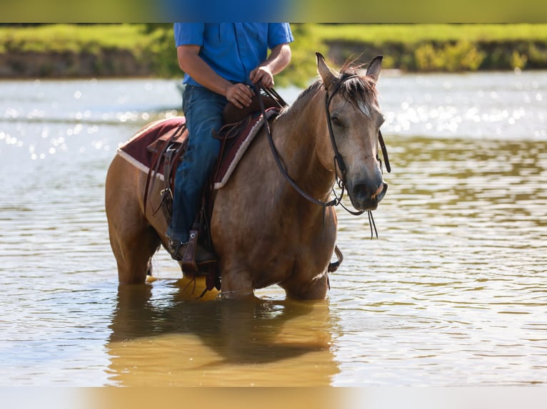 American Quarter Horse Castrone 7 Anni 152 cm Pelle di daino in Canton, TX