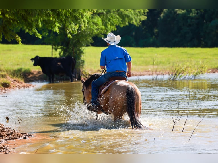 American Quarter Horse Castrone 7 Anni 152 cm Pelle di daino in Canton, TX