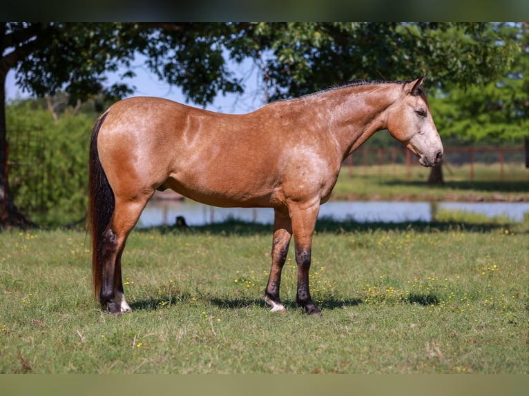 American Quarter Horse Castrone 7 Anni 152 cm Pelle di daino in Canton, TX