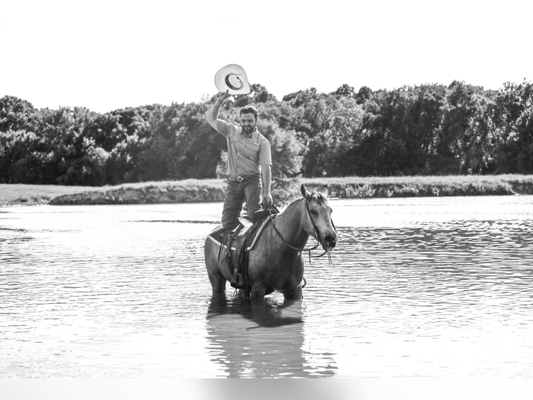 American Quarter Horse Castrone 7 Anni 152 cm Pelle di daino in Canton, TX