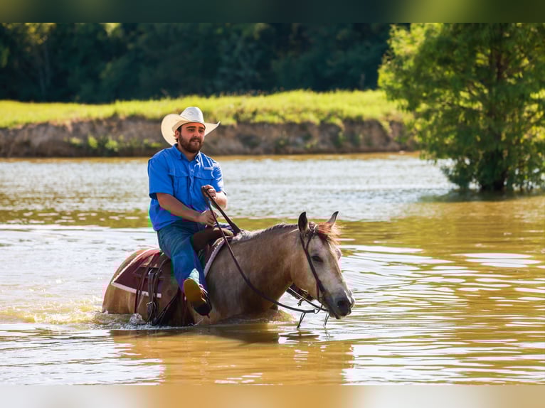 American Quarter Horse Castrone 7 Anni 152 cm Pelle di daino in Canton, TX