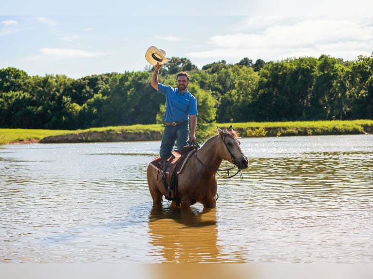 American Quarter Horse Castrone 7 Anni 152 cm Pelle di daino in Canton, TX