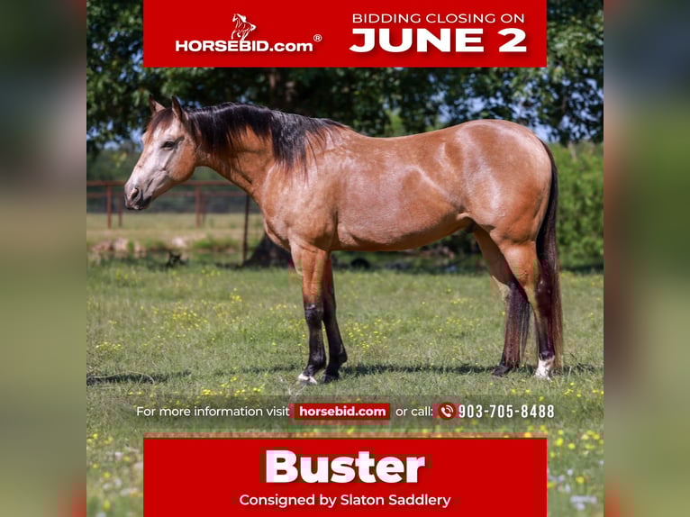 American Quarter Horse Castrone 7 Anni 152 cm Pelle di daino in Canton, TX