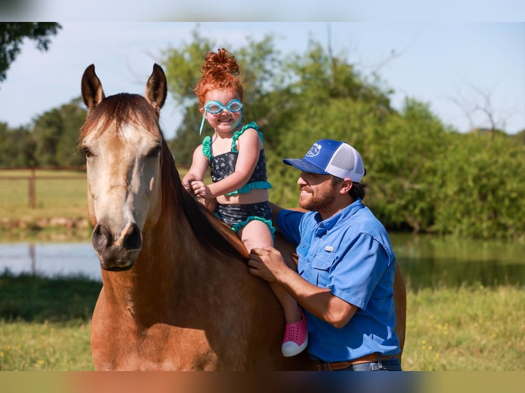 American Quarter Horse Castrone 7 Anni 152 cm Pelle di daino in Canton, TX