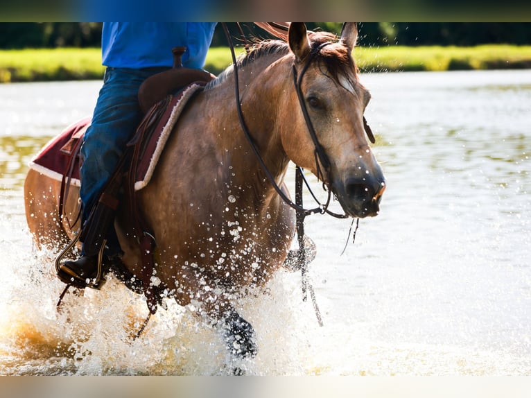 American Quarter Horse Castrone 7 Anni 152 cm Pelle di daino in Canton, TX