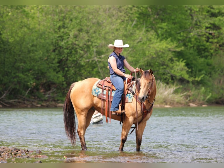 American Quarter Horse Castrone 7 Anni 152 cm Pelle di daino in Clarion