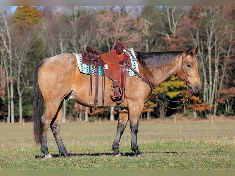 American Quarter Horse Castrone 7 Anni 152 cm Pelle di daino in Clarion
