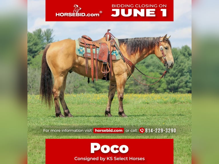 American Quarter Horse Castrone 7 Anni 152 cm Pelle di daino in Clarion