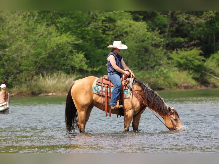 American Quarter Horse Castrone 7 Anni 152 cm Pelle di daino in Clarion