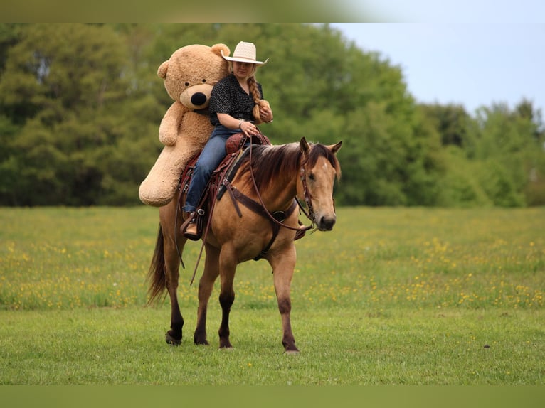 American Quarter Horse Castrone 7 Anni 152 cm Pelle di daino in Clarion