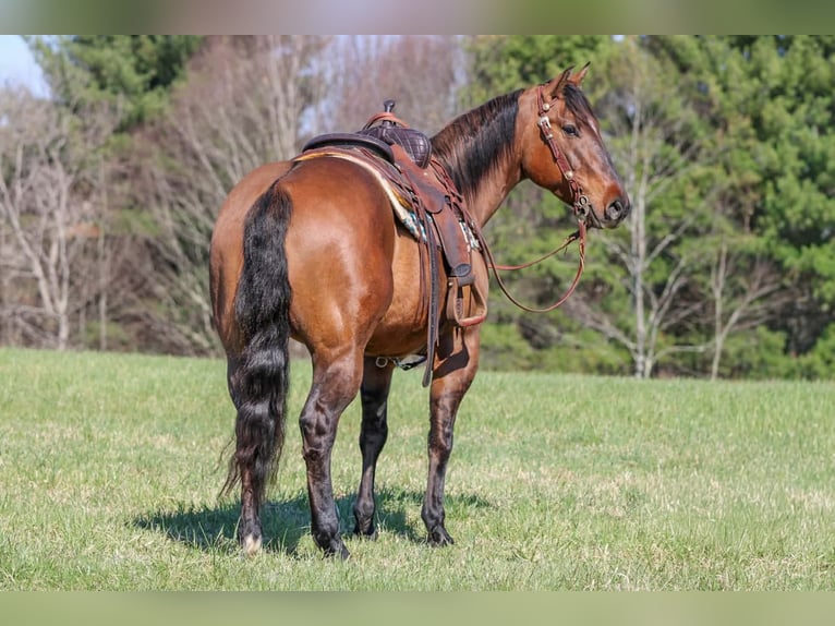 American Quarter Horse Castrone 7 Anni 152 cm Pelle di daino in Clarion