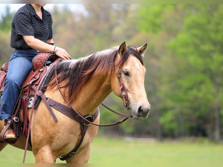 American Quarter Horse Castrone 7 Anni 152 cm Pelle di daino in Clarion