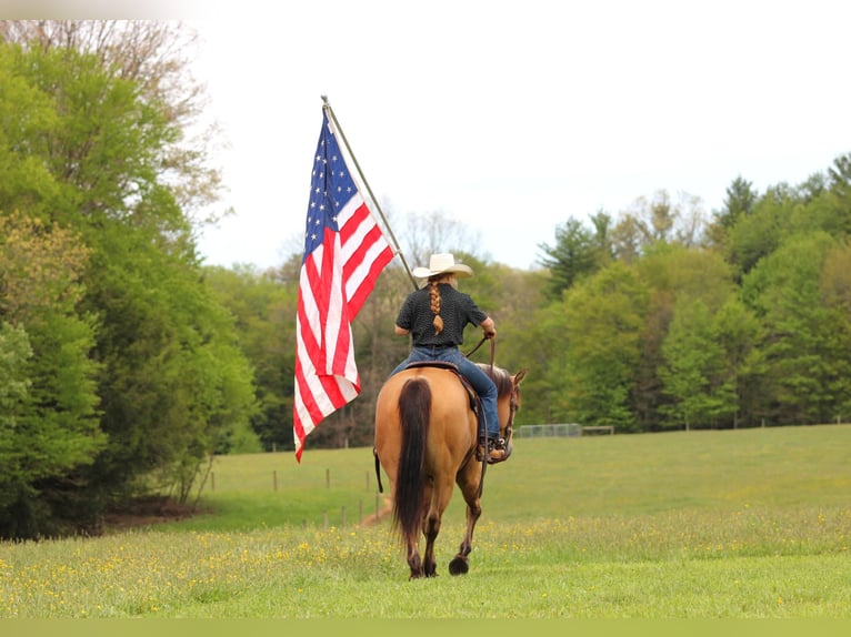 American Quarter Horse Castrone 7 Anni 152 cm Pelle di daino in Clarion