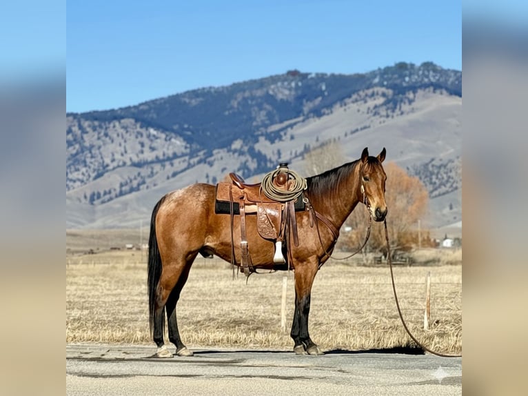 American Quarter Horse Castrone 7 Anni 152 cm Pelle di daino in Drummond