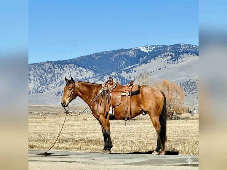 American Quarter Horse Castrone 7 Anni 152 cm Pelle di daino in Drummond