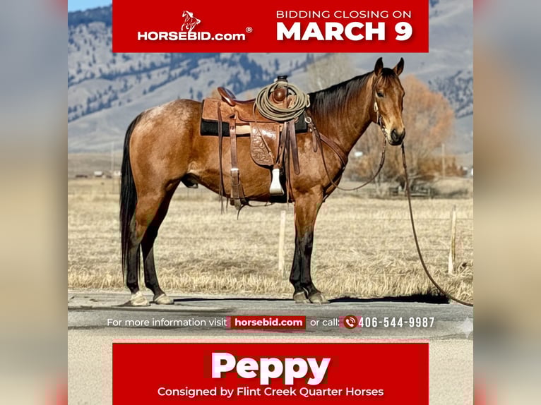 American Quarter Horse Castrone 7 Anni 152 cm Pelle di daino in Drummond