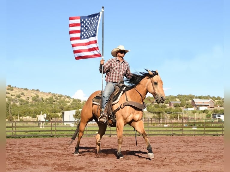American Quarter Horse Castrone 7 Anni 152 cm Pelle di daino in Flagstaff, AZ