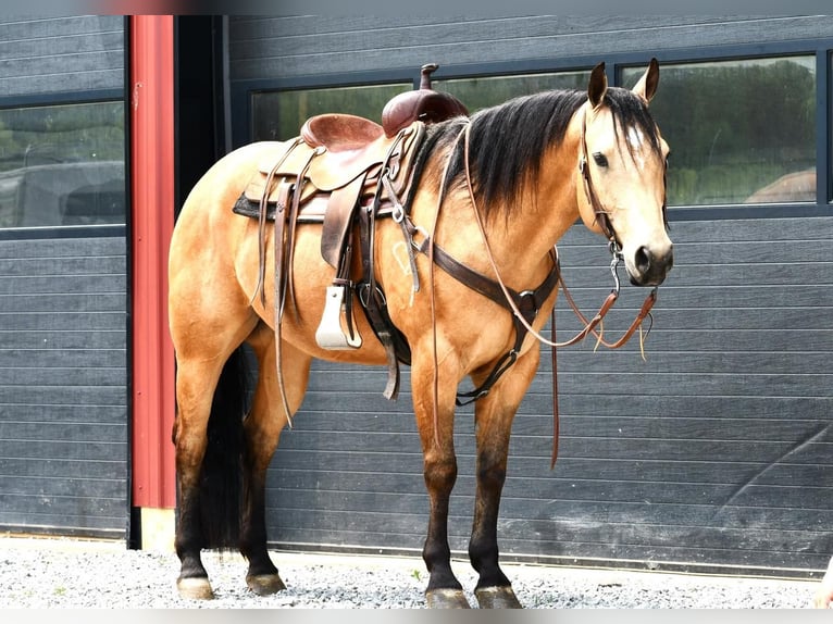 American Quarter Horse Castrone 7 Anni 152 cm Pelle di daino in Rebersburg, PA