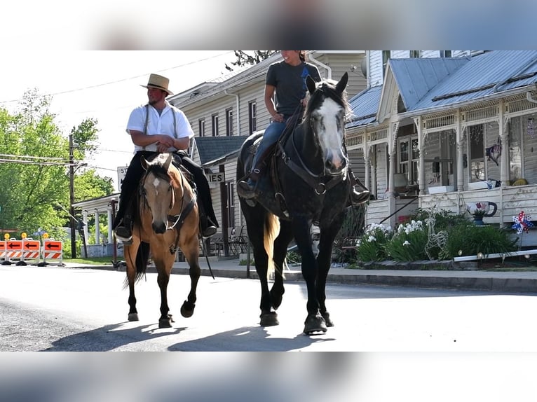 American Quarter Horse Castrone 7 Anni 152 cm Pelle di daino in Rebersburg, PA