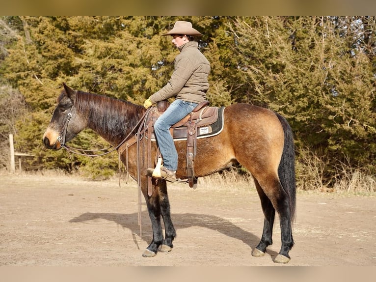 American Quarter Horse Castrone 7 Anni 152 cm Pelle di daino in Valley Springs