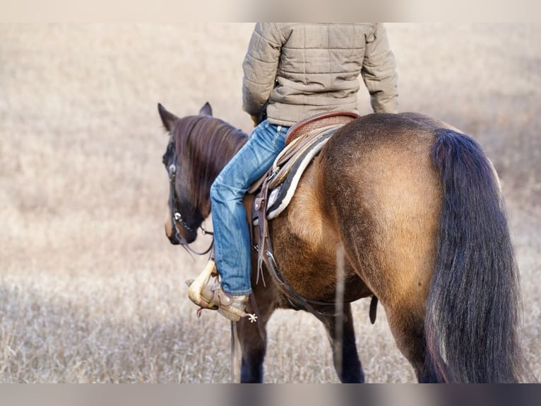 American Quarter Horse Castrone 7 Anni 152 cm Pelle di daino in Valley Springs