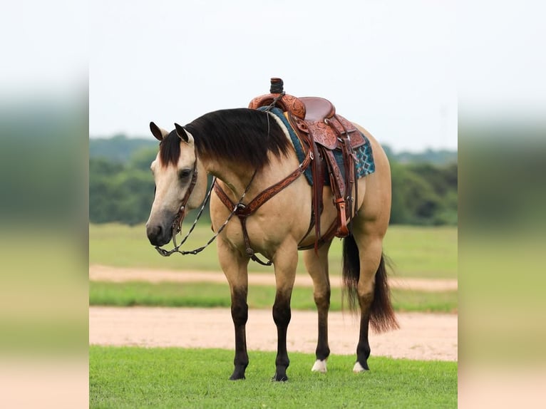 American Quarter Horse Castrone 7 Anni 152 cm Pelle di daino in Whitesboro, TX