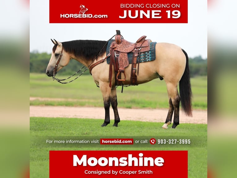 American Quarter Horse Castrone 7 Anni 152 cm Pelle di daino in Whitesboro, TX