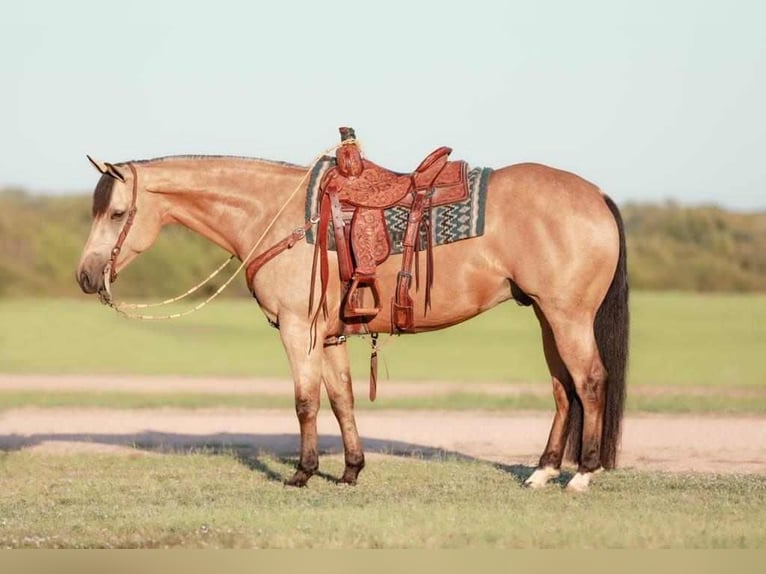 American Quarter Horse Castrone 7 Anni 152 cm Pelle di daino in Whitesboro