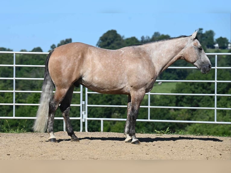 American Quarter Horse Castrone 7 Anni 152 cm Pelle di daino in Millersburg, OH