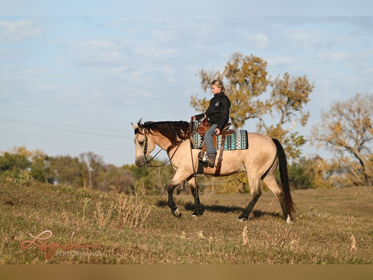 American Quarter Horse Castrone 7 Anni 152 cm Pelle di daino in Canistota, SD