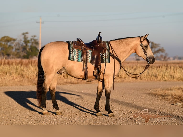 American Quarter Horse Castrone 7 Anni 152 cm Pelle di daino in Canistota, SD