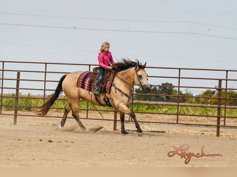 American Quarter Horse Castrone 7 Anni 152 cm Pelle di daino in Canistota, SD