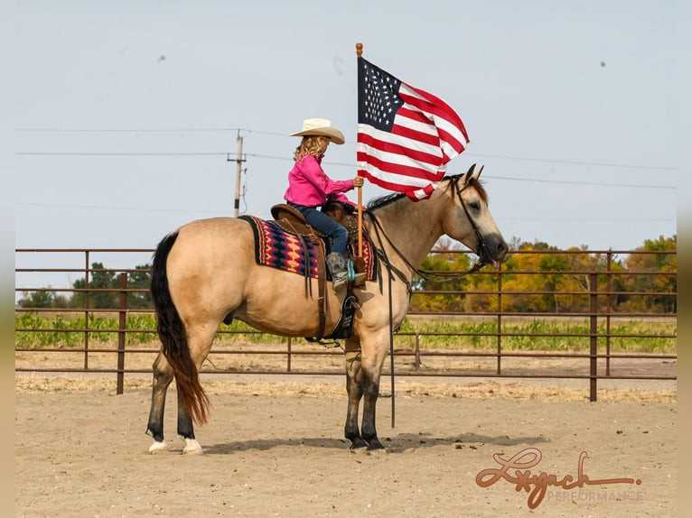 American Quarter Horse Castrone 7 Anni 152 cm Pelle di daino in Canistota, SD