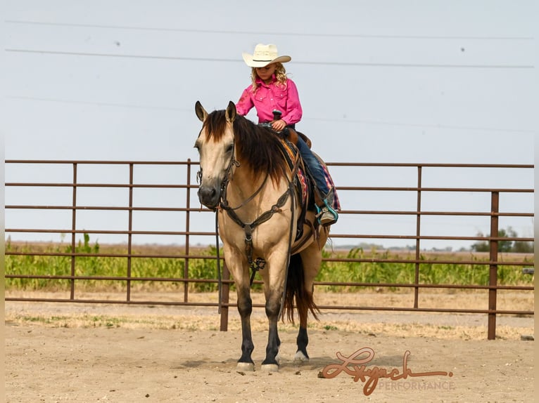 American Quarter Horse Castrone 7 Anni 152 cm Pelle di daino in Canistota, SD