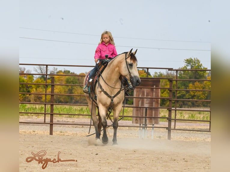 American Quarter Horse Castrone 7 Anni 152 cm Pelle di daino in Canistota, SD