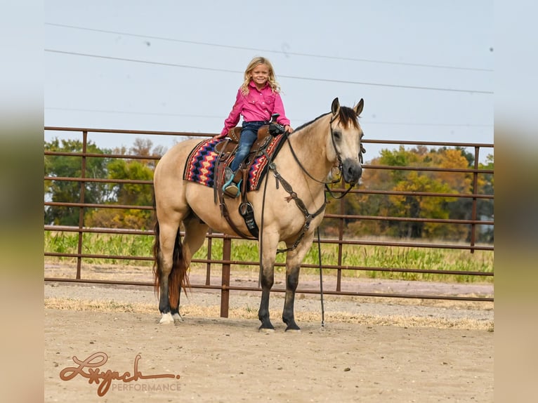 American Quarter Horse Castrone 7 Anni 152 cm Pelle di daino in Canistota, SD