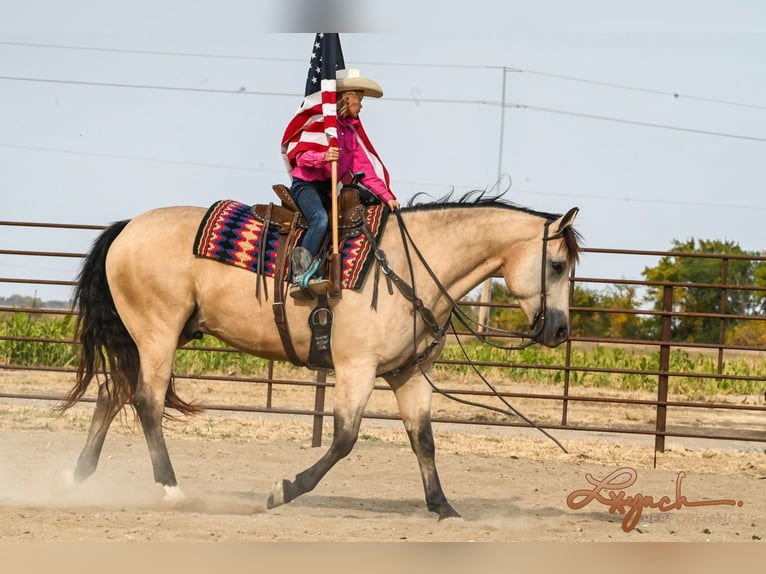 American Quarter Horse Castrone 7 Anni 152 cm Pelle di daino in Canistota, SD