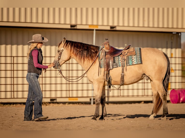 American Quarter Horse Castrone 7 Anni 152 cm Pelle di daino in Canistota, SD