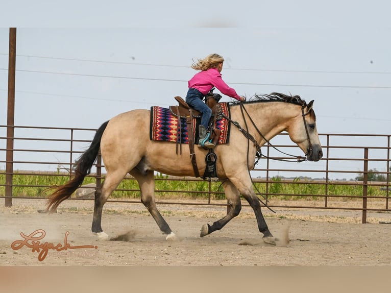 American Quarter Horse Castrone 7 Anni 152 cm Pelle di daino in Canistota, SD