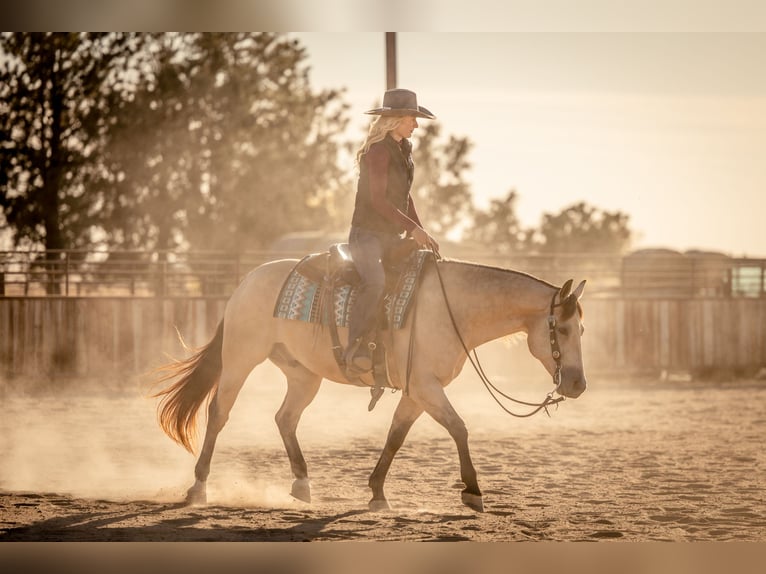 American Quarter Horse Castrone 7 Anni 152 cm Pelle di daino in Canistota, SD