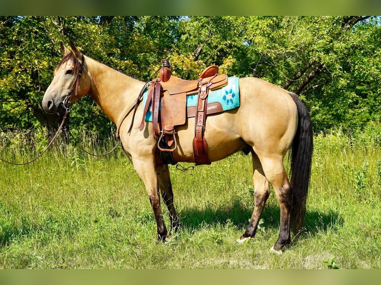 American Quarter Horse Castrone 7 Anni 152 cm Pelle di daino in Valley Springs, SD