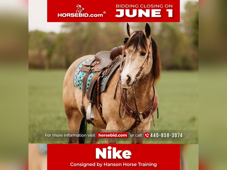 American Quarter Horse Castrone 7 Anni 152 cm Pelle di daino in Andover