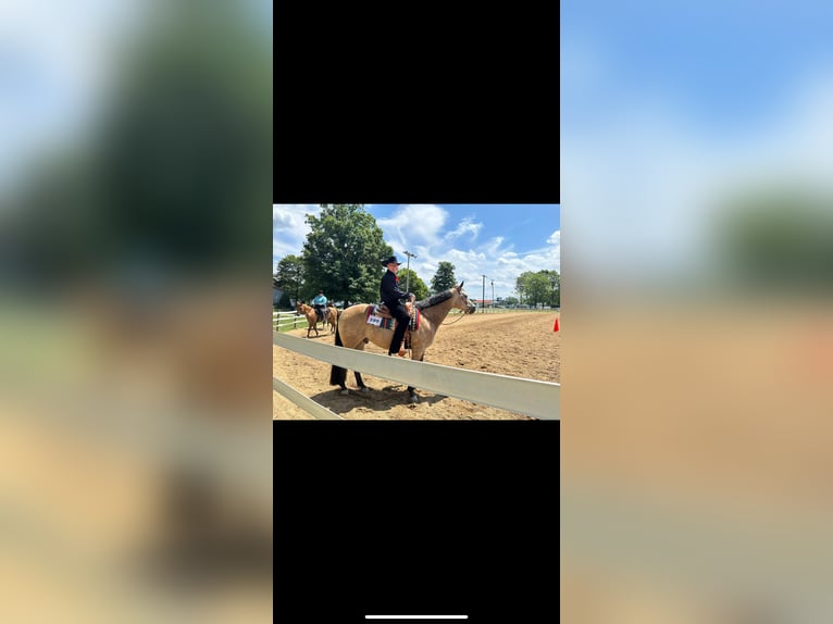 American Quarter Horse Castrone 7 Anni 152 cm Pelle di daino in Andover