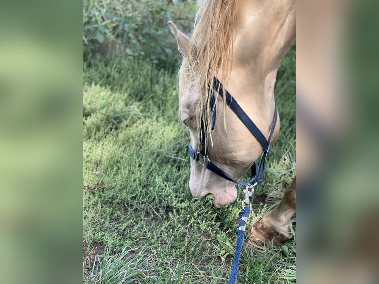 American Quarter Horse Castrone 7 Anni 152 cm Perlino in Mannersdorf am Leithagebirge