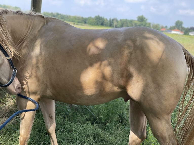 American Quarter Horse Castrone 7 Anni 152 cm Perlino in Mannersdorf am Leithagebirge