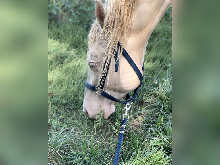 American Quarter Horse Castrone 7 Anni 152 cm Perlino in Mannersdorf am Leithagebirge