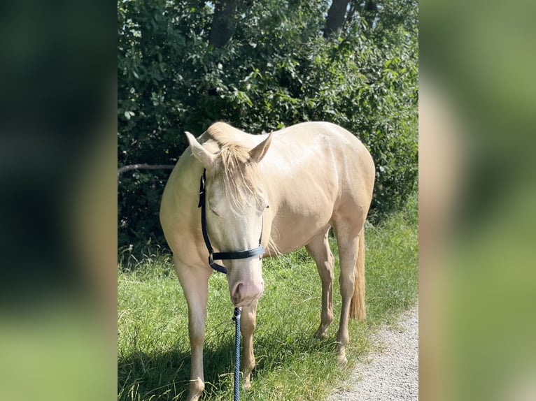 American Quarter Horse Castrone 7 Anni 152 cm Perlino in Mannersdorf am Leithagebirge