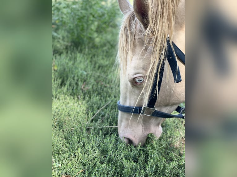 American Quarter Horse Castrone 7 Anni 152 cm Perlino in Mannersdorf am Leithagebirge