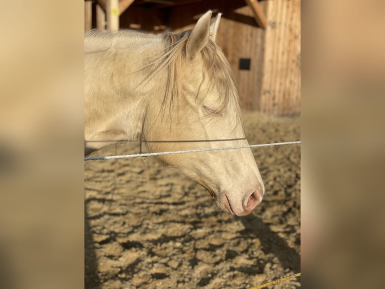 American Quarter Horse Castrone 7 Anni 152 cm Perlino in Mannersdorf am Leithagebirge